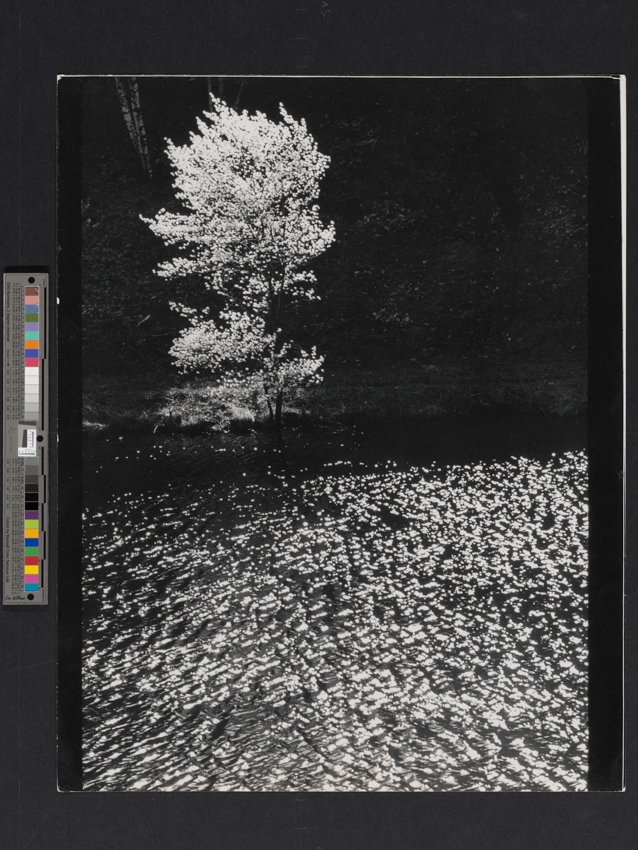 Edward Steichen, L'Arbre d'amélanchier, Umpawaug Farm, Connecticut, États-Unis, 1960 Collection Spuerkeess. © 2026 The Estate of Edward Steichen / Artists Rights Society (ARS), New York