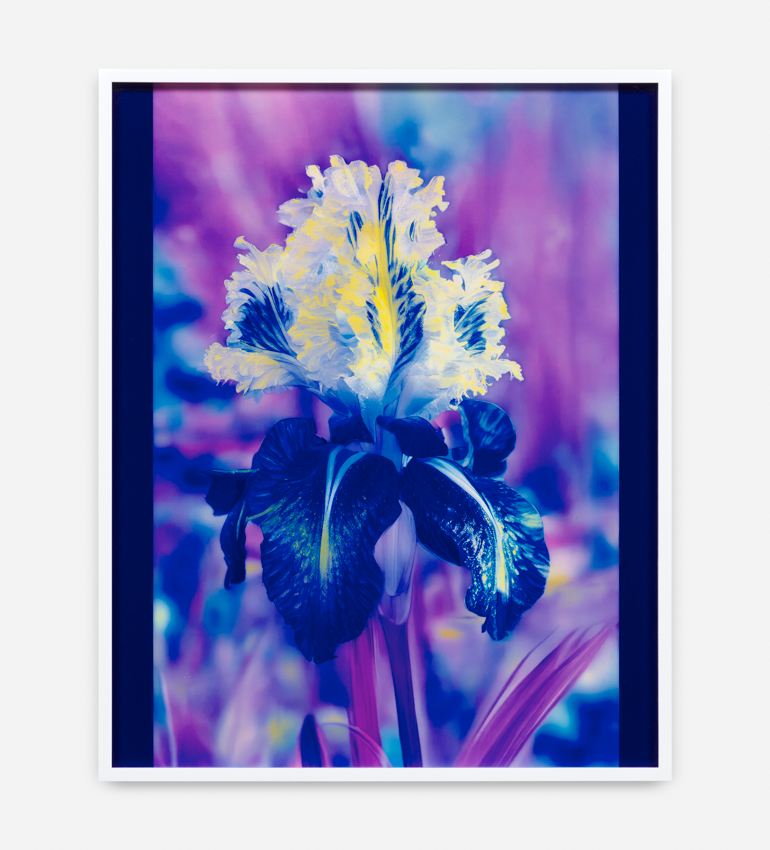 Lisa Oppenheim, Mons Steichen, Version VII, 2024, dye transfer print Courtesy of the artist and Tanya Bonakdar Gallery, New York / Los Angeles.