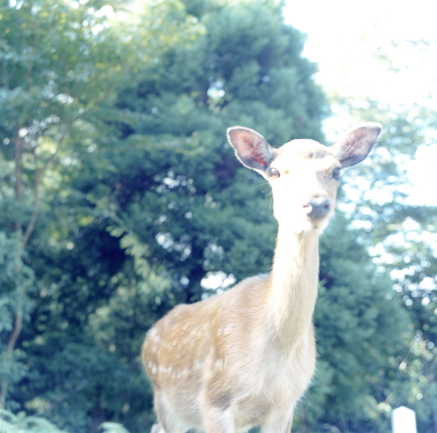 Rinko Kawauchi, Untitled, 2004, series Aila Courtesy of the artist.