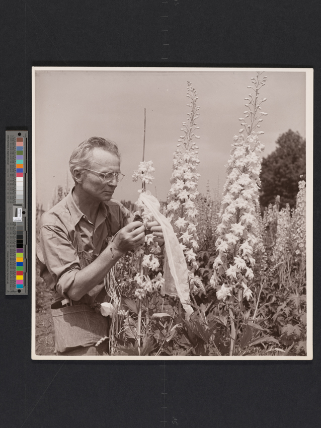 Dana Steichen, M. Steichen est surpris par Mme Steichen en train de croiser un delphinium blanc avec un delphinium violet foncé afin d'augmenter la taille des fleurs de la variété blanche, Umpawaug Farm, Connecticut, États-Unis, 1938 Collection Spuerkeess. © 2026 The Estate of Edward Steichen / Artists Rights Society (ARS), New York
