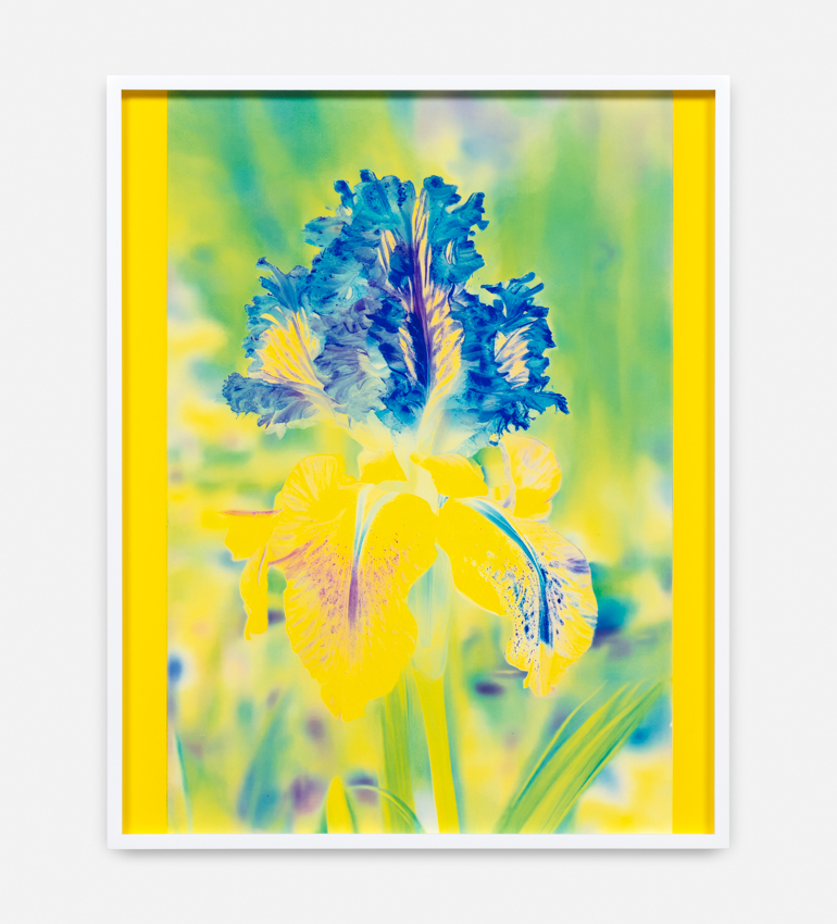 Lisa Oppenheim, Mons Steichen, Version XI, 2024, dye transfer print Courtesy of the artist and Tanya Bonakdar Gallery, New York / Los Angeles.