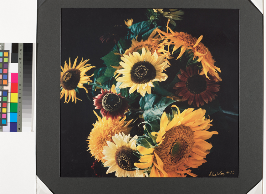 Edward Steichen, Bouquet de tournesols, Umpawaug Farm, Connecticut, États-Unis, 1963 Collection du MNAHA Luxembourg © 2026 The Estate of Edward Steichen / Artists Rights Society (ARS), New York
