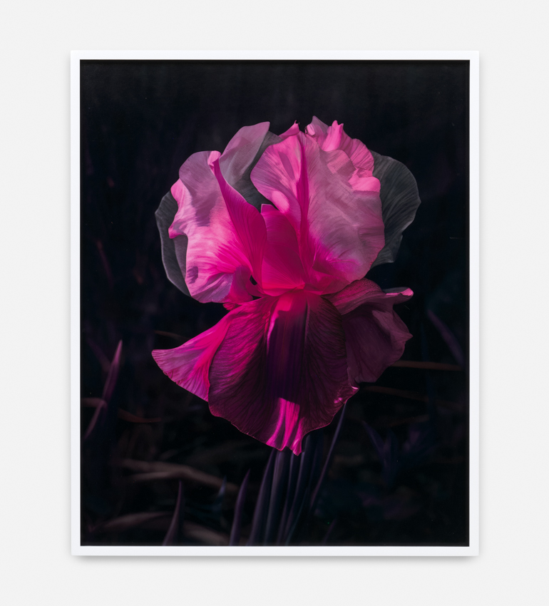 Lisa Oppenheim, Steichen Study 59, 2025 Courtesy of the artist and Tanya Bonakdar Gallery, New York / Los Angeles.