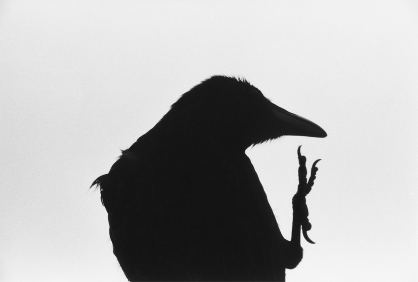 Masahisa Fukase, Erimo Cape, 1976, series Ravens Courtesy of Masahisa Fukase Archives and Michael Hoppen Gallery UK.