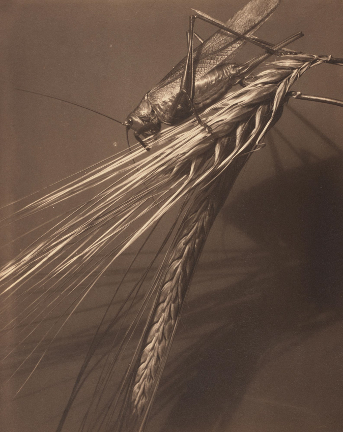 Edward Steichen, Sauterelle et tige de blé, Voulangis, France, 1920 Collection du MNAHA Luxembourg © 2026 The Estate of Edward Steichen / Artists Rights Society (ARS), New York