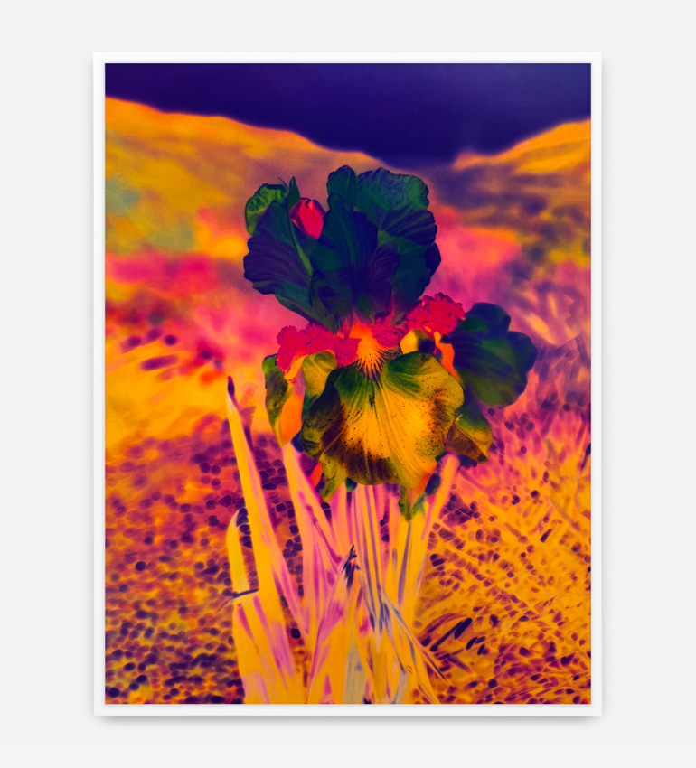 Lisa Oppenheim, Madamm Steichen Version VIII, 2025, dye transfer print Courtesy of the artist and Tanya Bonakdar Gallery, New York / Los Angeles.